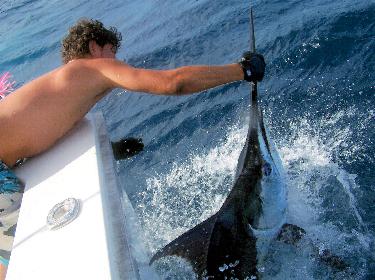 Aruba P40LY Aruba P40LY